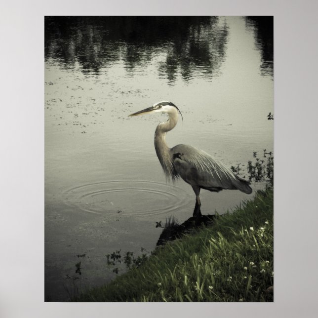 Poster Oiseau de marais sur le rivage (Devant)