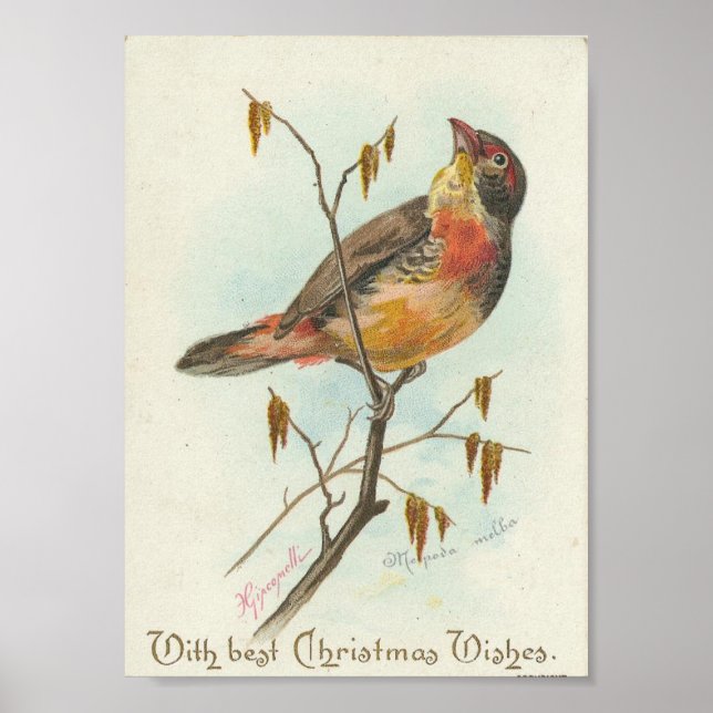 Poster Oiseau de Noël Vintage (Devant)