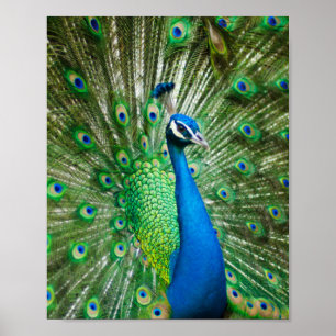 Poster Oiseau de paon coloré