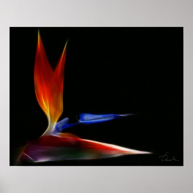 Poster oiseau de paradis (Devant)