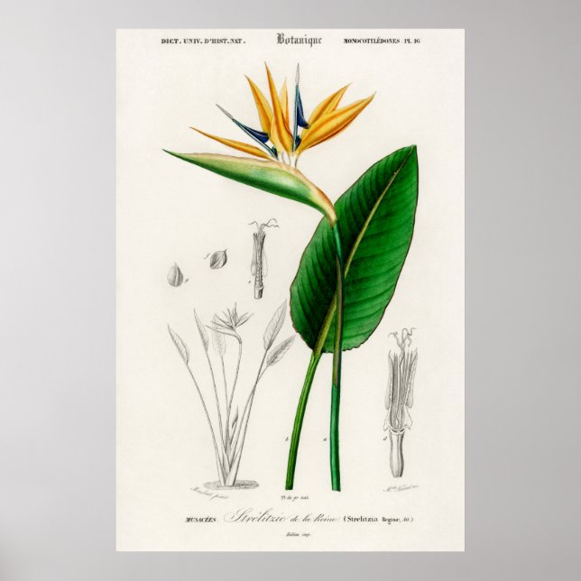 Poster Oiseau de paradis (Strelitzia Reginae) (Devant)