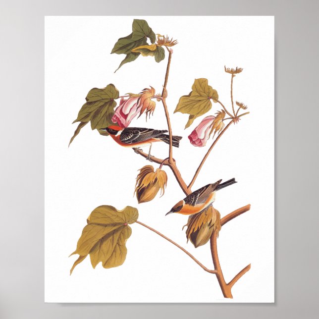 Poster Oiseau de Paruline à poitrine d'Audubon sur Plante (Devant)