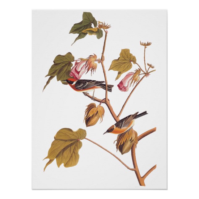 Poster Oiseau de Paruline à poitrine d'Audubon sur Plante (Devant)