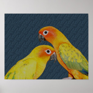 Poster Oiseau de perroquet de la paire Sun Conure