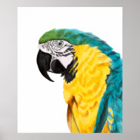 Oiseau de perroquet tropical