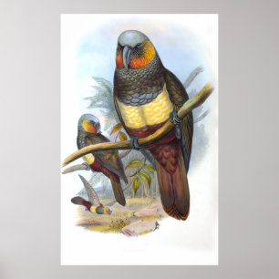 Poster Oiseau de perroquet vintage