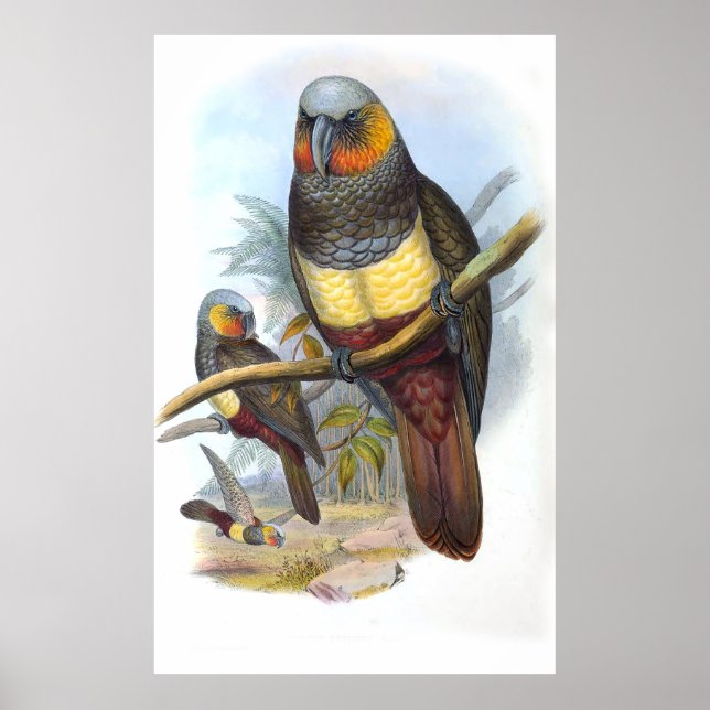 Poster Oiseau de perroquet vintage (Devant)