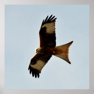 Poster oiseau de proie