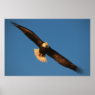 Poster Oiseau de proie, pygargue à tête blanche en vol, K