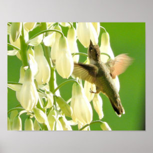 Poster Oiseau de ronflement