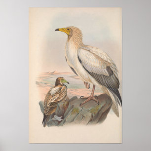 Poster Oiseau de vautour égyptien vintage