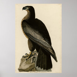 Poster Oiseau de Washington d'Audubon's Birds of America