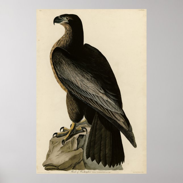 Poster Oiseau de Washington d'Audubon's Birds of America (Devant)