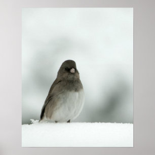 Poster Oiseau d'hiver