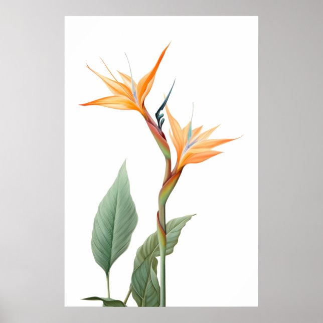 Poster Oiseau du dessin du paradis (fleur) (Devant)