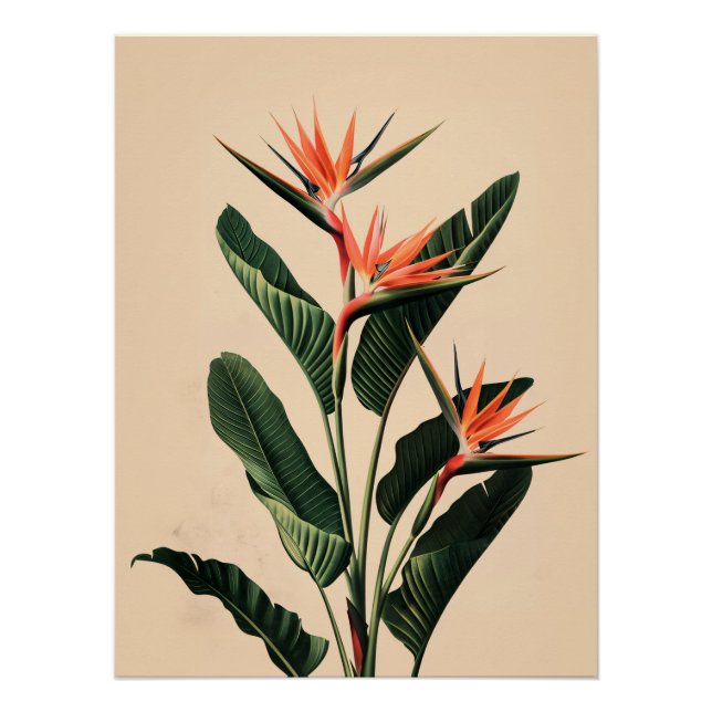 Poster Oiseau du Paradis (Devant)