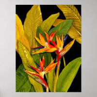 Oiseau du Paradis