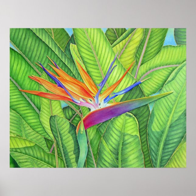 Poster Oiseau du Paradis (Devant)