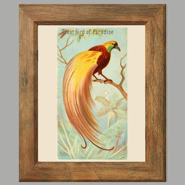 Poster Oiseau du Paradis, Galerie Wall Set de 6, 4/6 Post (Créateur téléchargé)