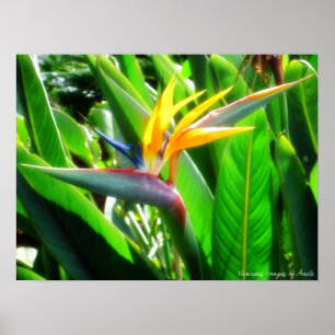 Poster Oiseau du Paradis Imprimer