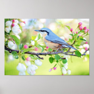 Poster Oiseau du printemps
