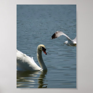 Poster Oiseau et cygne Jouer sur un