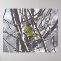 Poster - Oiseau jaune dans les branches