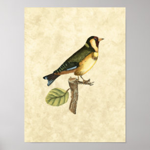 Poster Oiseau jaune et vert été perché sur une petite