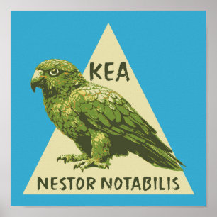 Poster oiseau Kea de Nouvelle-Zélande