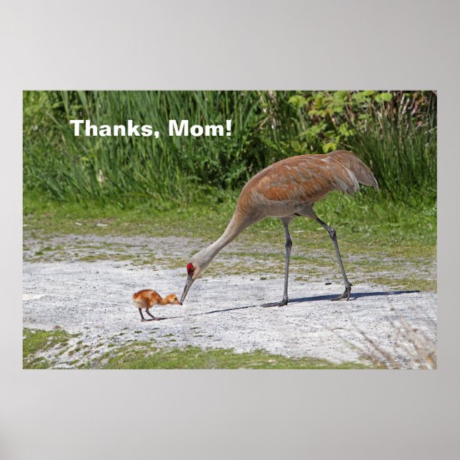 Poster Oiseau maternel et grues de Sandhill d'oiseaux (Devant)