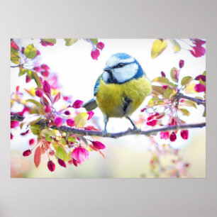 Poster Oiseau mignon