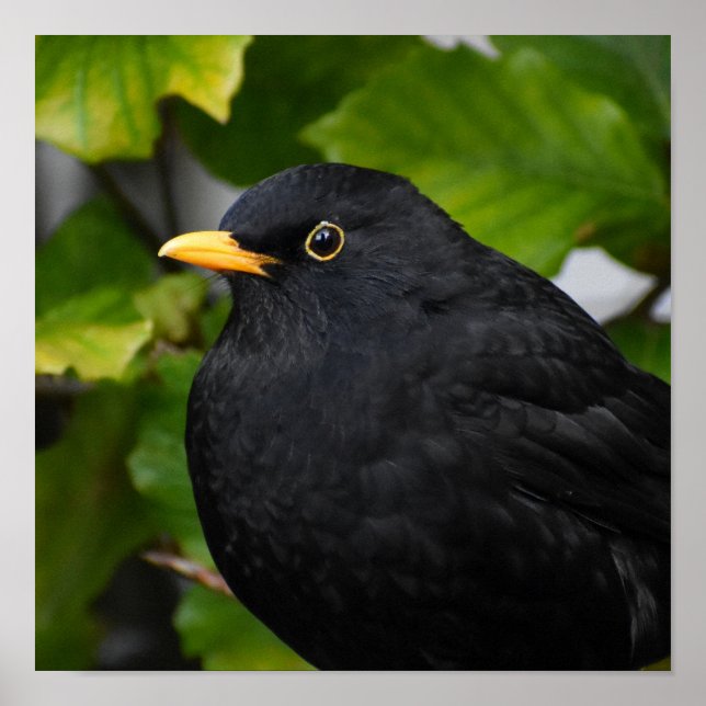 Poster Oiseau noir (Devant)