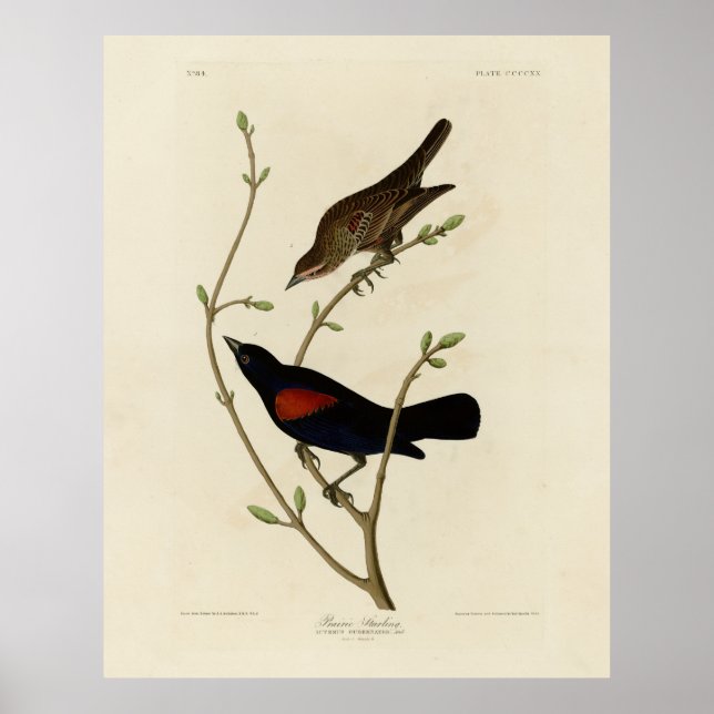 Poster Oiseau noir à ailes rouges - Oiseaux d'Amérique d' (Devant)