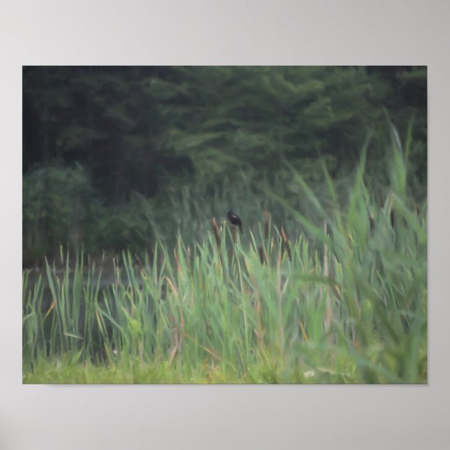 Poster Oiseau-noir à ailes rouges solitaires peinture nat (Devant)