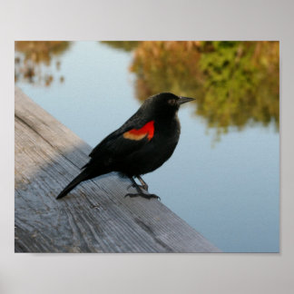 Poster Oiseau noir ailé rouge