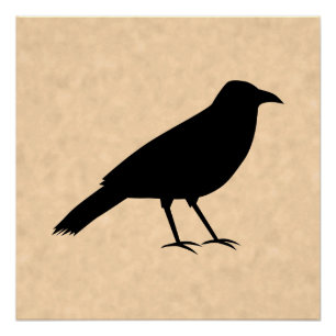 Poster Oiseau noir de corneille sur un modèle de