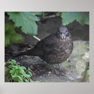 Poster Oiseau-noir féminin