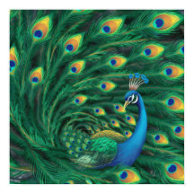 Oiseau Paon Bleu