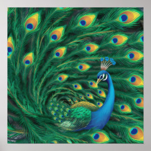 Poster Oiseau Paon Bleu