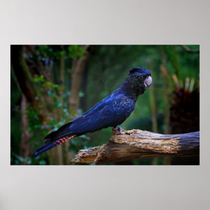 Poster oiseau Rouge-coupé la queue de cacatoès