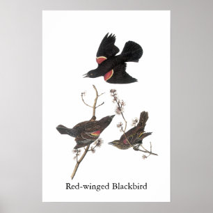 Poster Oiseau-roux, John Audubon
