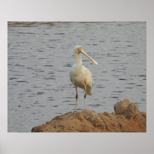 Poster Oiseau spatule