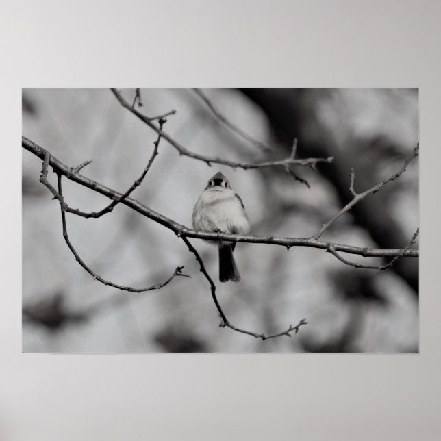 Poster Oiseau sur une branche (Devant)