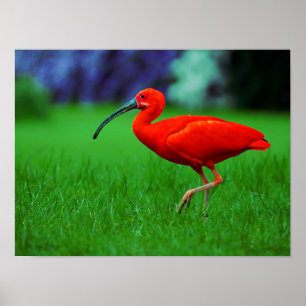 Poster Oiseau tropical avec le long bec