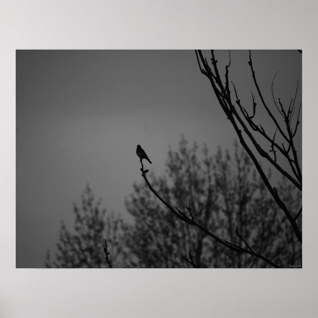 Poster Oiseau Twilight (Devant)