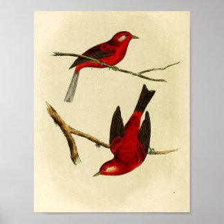 Poster Oiseau vintage