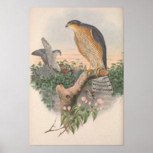 Poster Oiseau vintage de Bruant