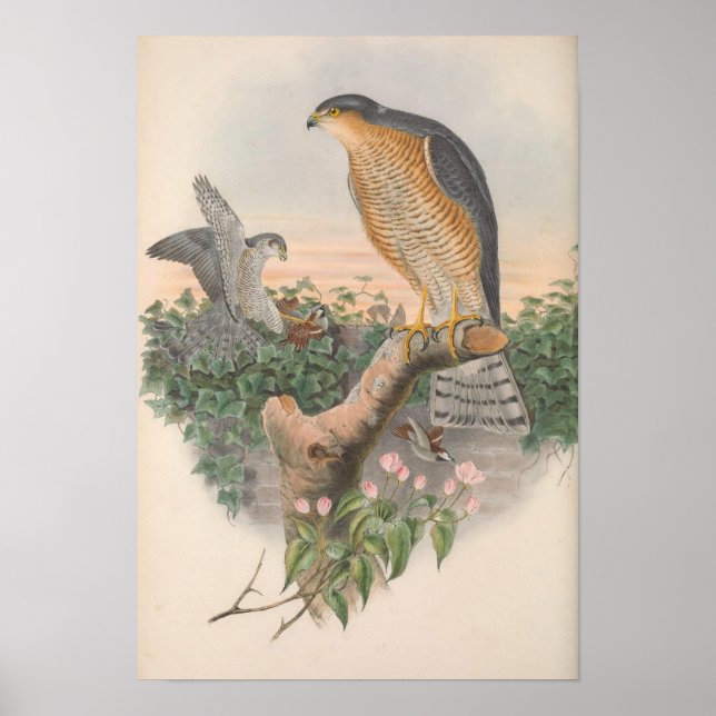 Poster Oiseau vintage de Bruant (Devant)
