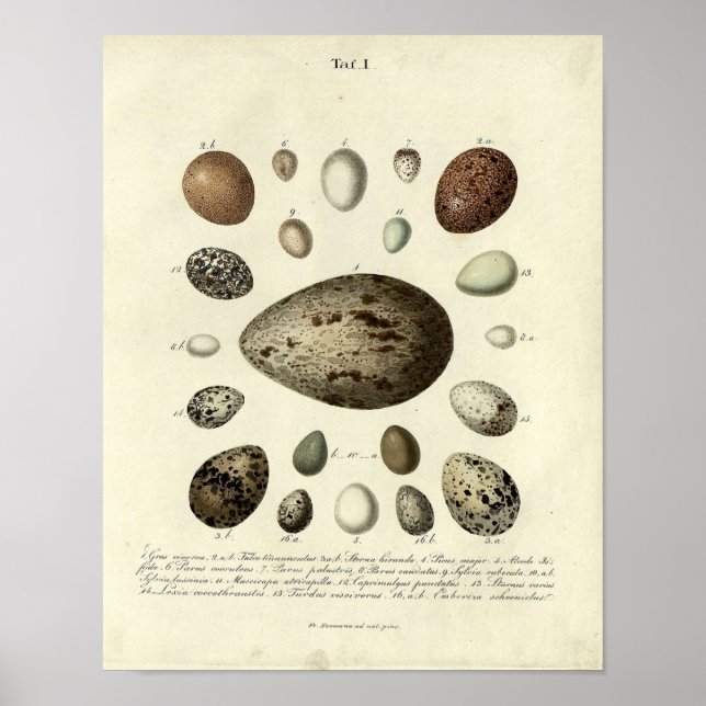 Poster Oiseau vintage Imprimer #40 Oeuf #4 (Devant)