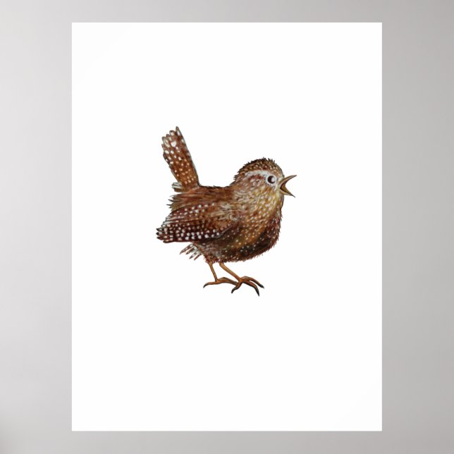 Poster Oiseau Wren (Troglodytes Troglodytes) (Devant)